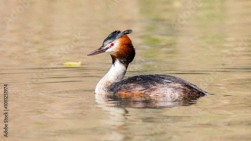 great crested grebe