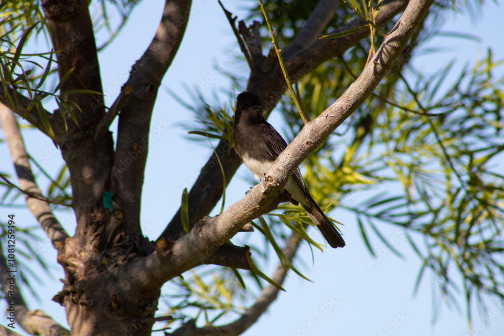 woodland bird perched on tree branch woodland bird perched on tree branch