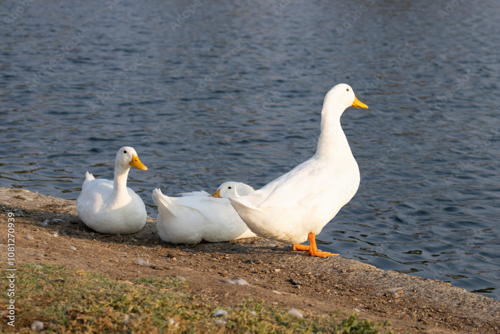 white ducks with yellow beaks near water edge white ducks with yellow beaks near water edge