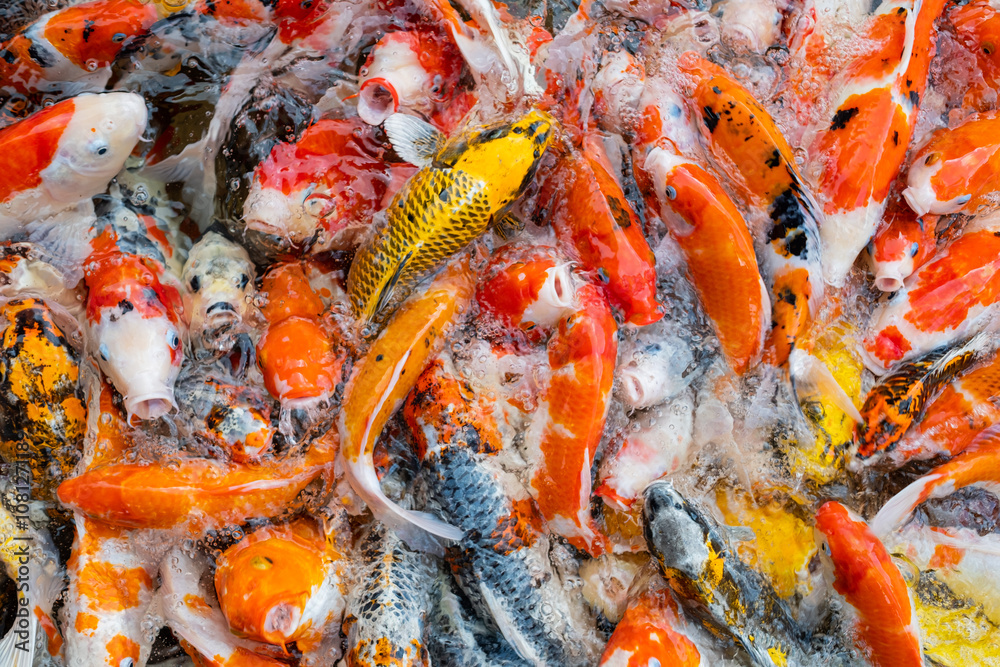 carp fish pond background, colorful background, Fancy carp carp fish pond background, colorful background, Fancy carp