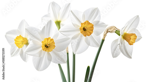 White narcissus flower on a transparent background. isolated background.