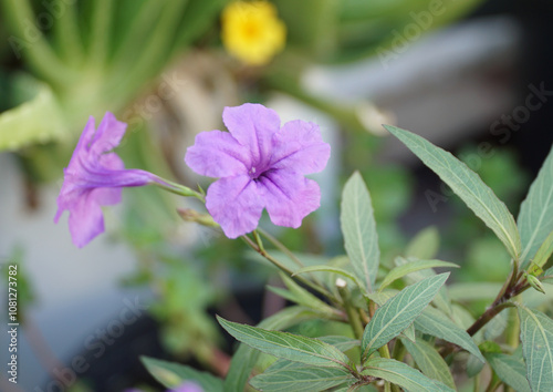 home garden flower with purpole flower  photo