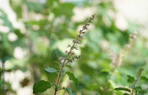 home garden basil with flower. fresh herb basil, from home garden 