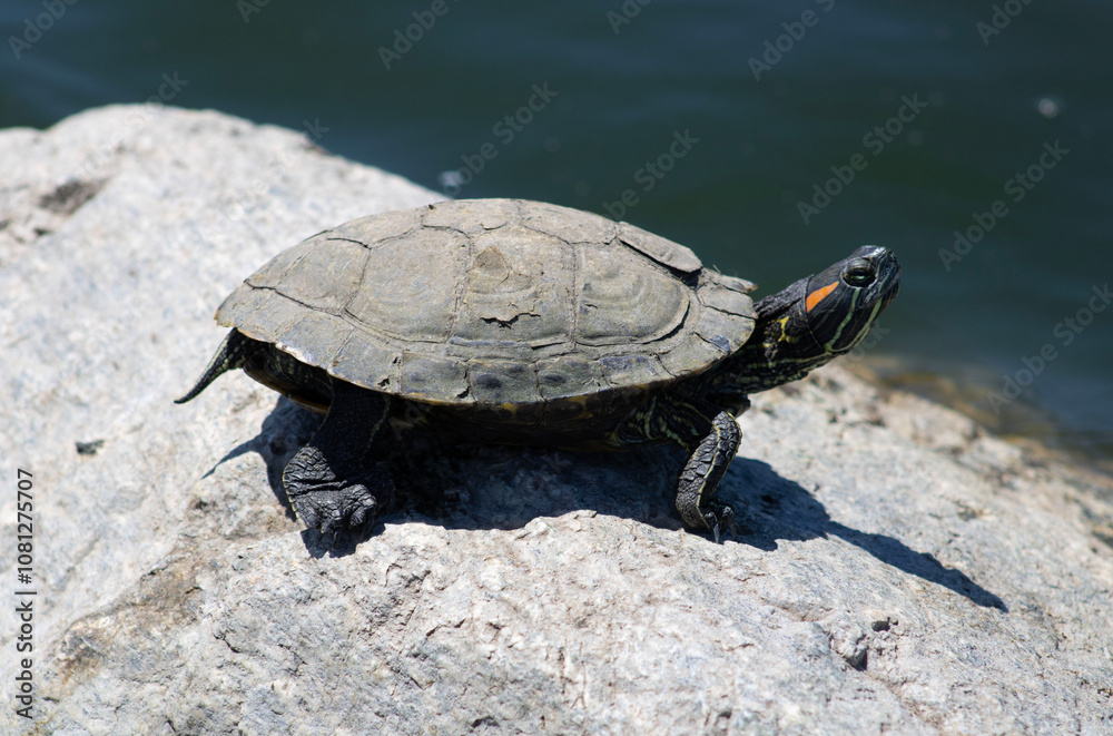 small turtles sitting on rocks near water small turtles sitting on rocks near water