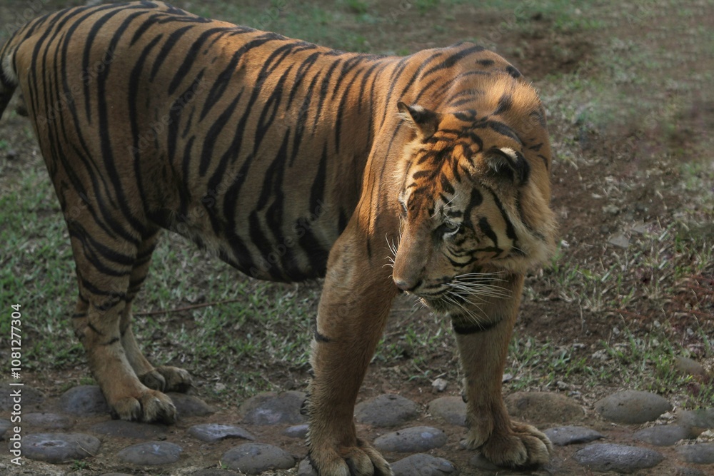 Fototapeta premium A Sumatran tiger is standing looking back