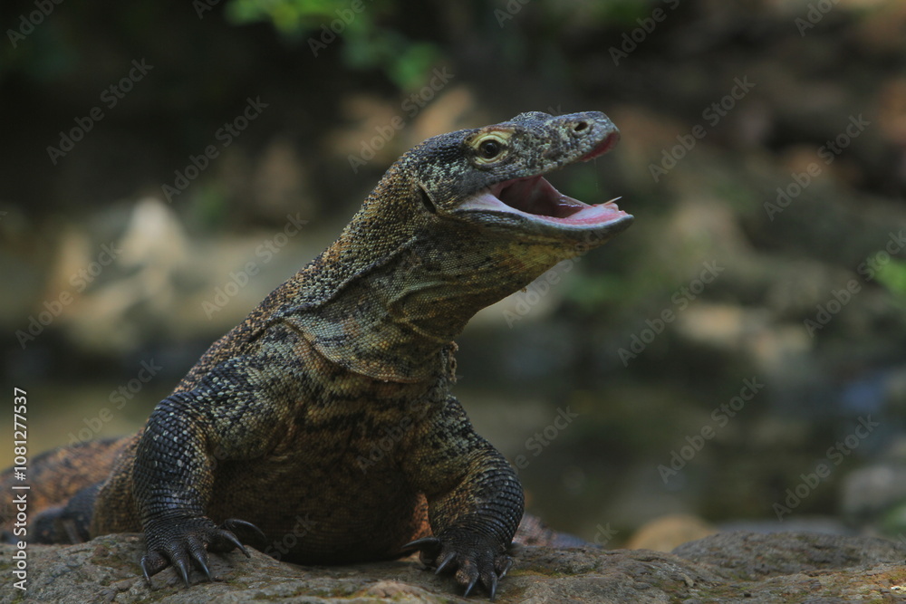 a komodo dragon was crawling on the rocks with its mouth open a komodo dragon was crawling on the rocks with its mouth open