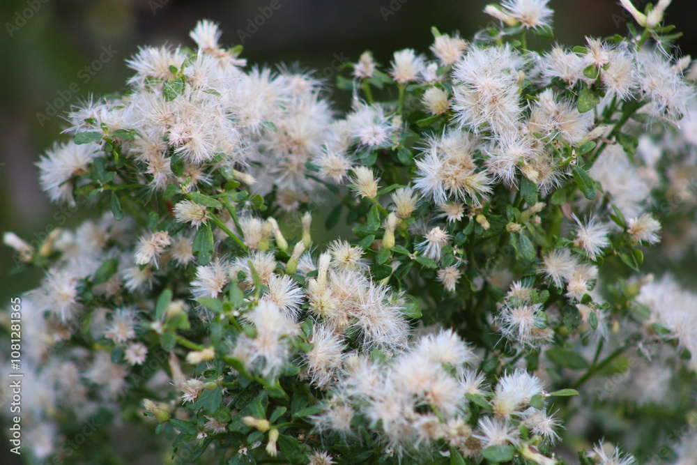 small fuzzy white flowers on bush small fuzzy white flowers on bush
