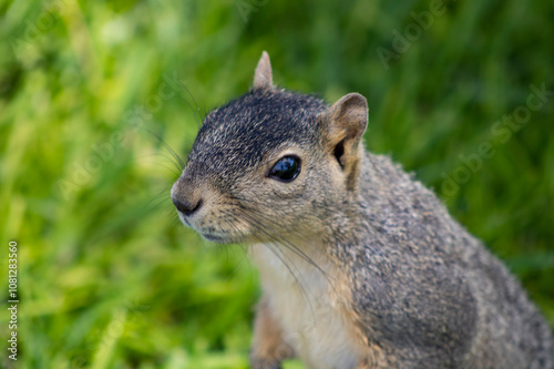 cute woodland squirrel with brown fur