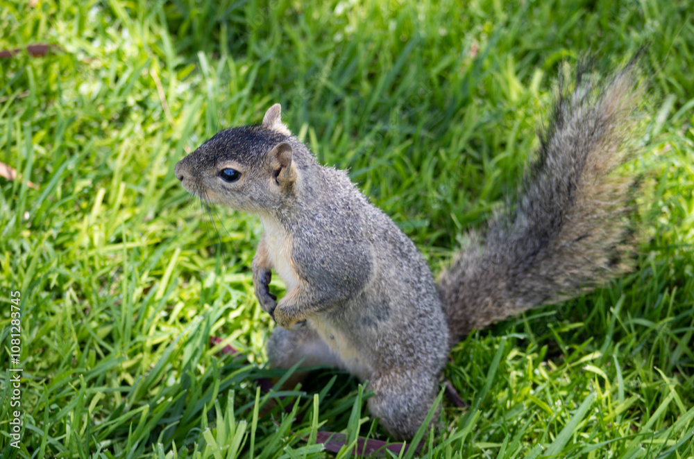 cute woodland squirrel with brown fur cute woodland squirrel with brown fur