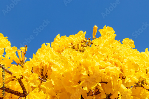 yellow flowers in contrast with the blue sky