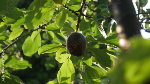 A luscious plum, delicately suspended on a branch amidst lush leaves in an orchard