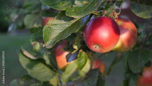 Foto A crisp apple, hanging on a branch amidst a canopy of leaves in an orchard