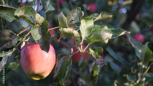 Photography A crisp apple, hanging on a branch amidst a canopy of leaves in an orchard
