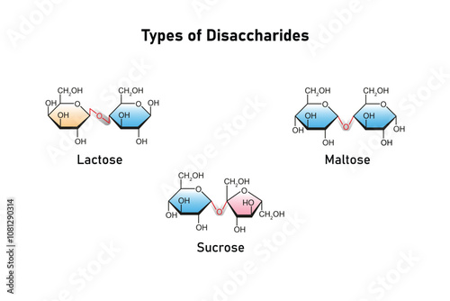 Types of Disaccharides (Maltose, Lactose and Sucrose) Science Design. Vector Illustration.
