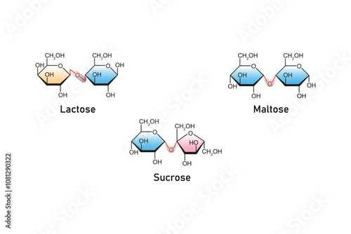 Types of Disaccharides (Maltose, Lactose and Sucrose) Science Design. Vector Illustration.