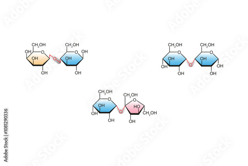 Types of Disaccharides (Maltose, Lactose and Sucrose) Science Design. Vector Illustration.