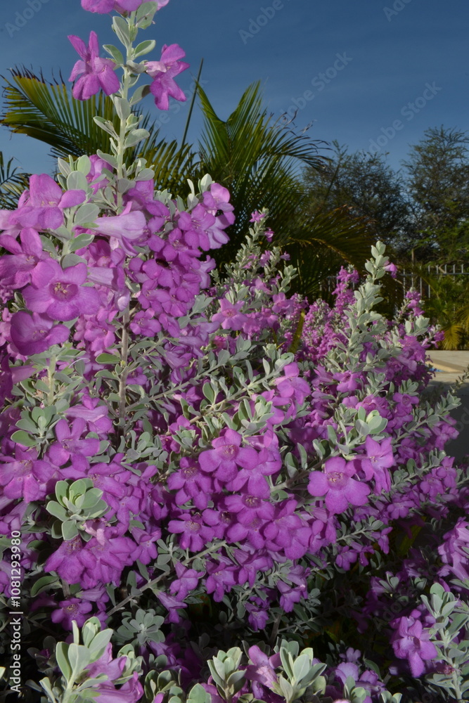 Obraz premium Flowers in the Tropics