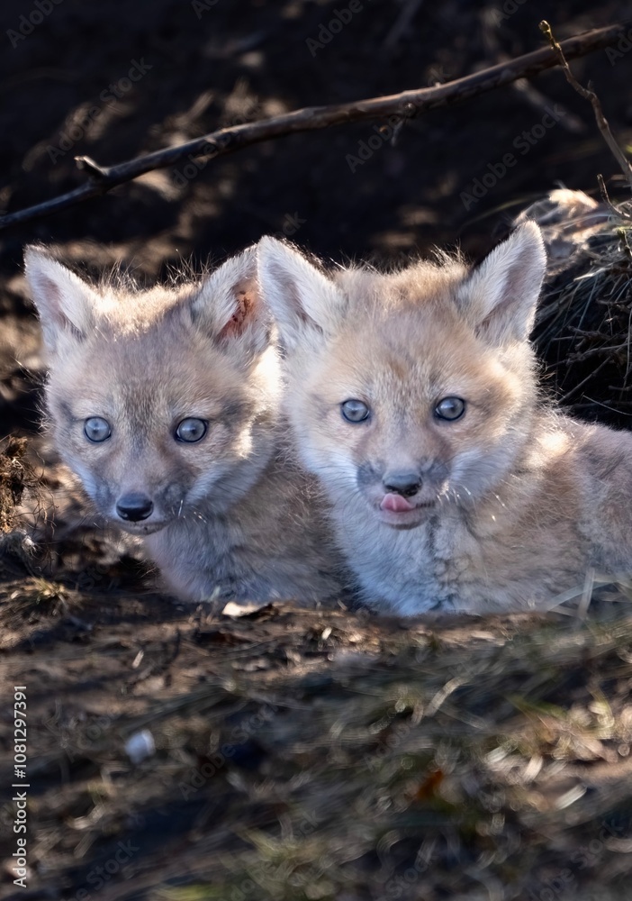 Pair of fox kits exploring outside the den for the first time Pair of fox kits exploring outside the den for the first time