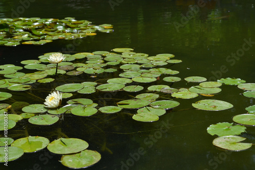 Water lilies