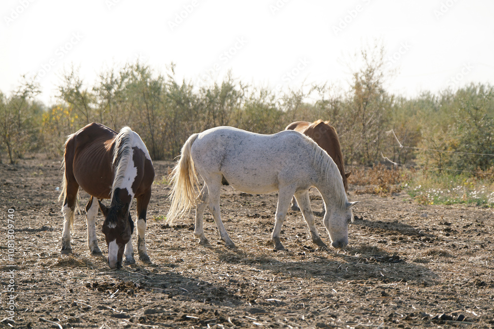 Horses grazing peacefully in a sunlit field during midday under a clear sky surrounded by sparse foliage Horses grazing peacefully in a sunlit field during midday under a clear sky surrounded by sparse foliage