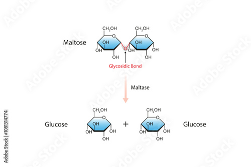 Maltase Enzyme Effect on Maltose Sugar Molecule Science Design. Vector Illustration.