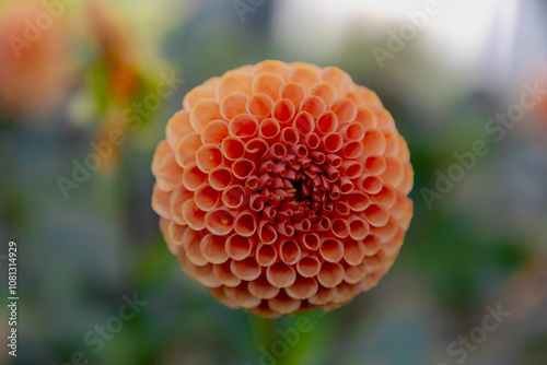 Selective focus of orange peach flower in garden with green leaves, Dahlia is a genus of bushy, Tuberous, Herbaceous perennial plants, The Asteraceae family of dicotyledonous plants, Nature background photo