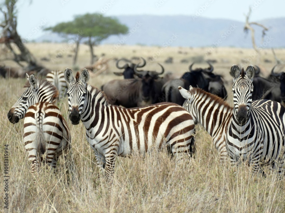 Group of zebras standing in tall grass with wildebeest in background Group of zebras standing in tall grass with wildebeest in background