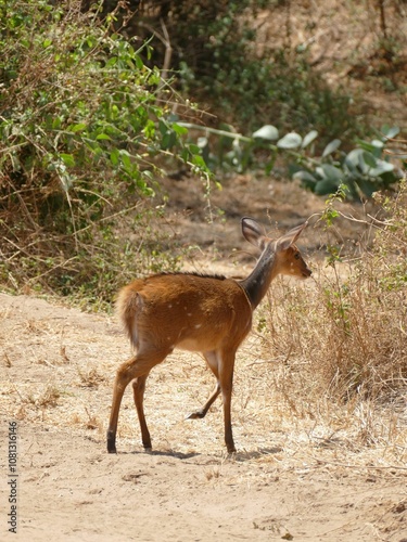 Bushbuck walking on dirt path in african savannah photo