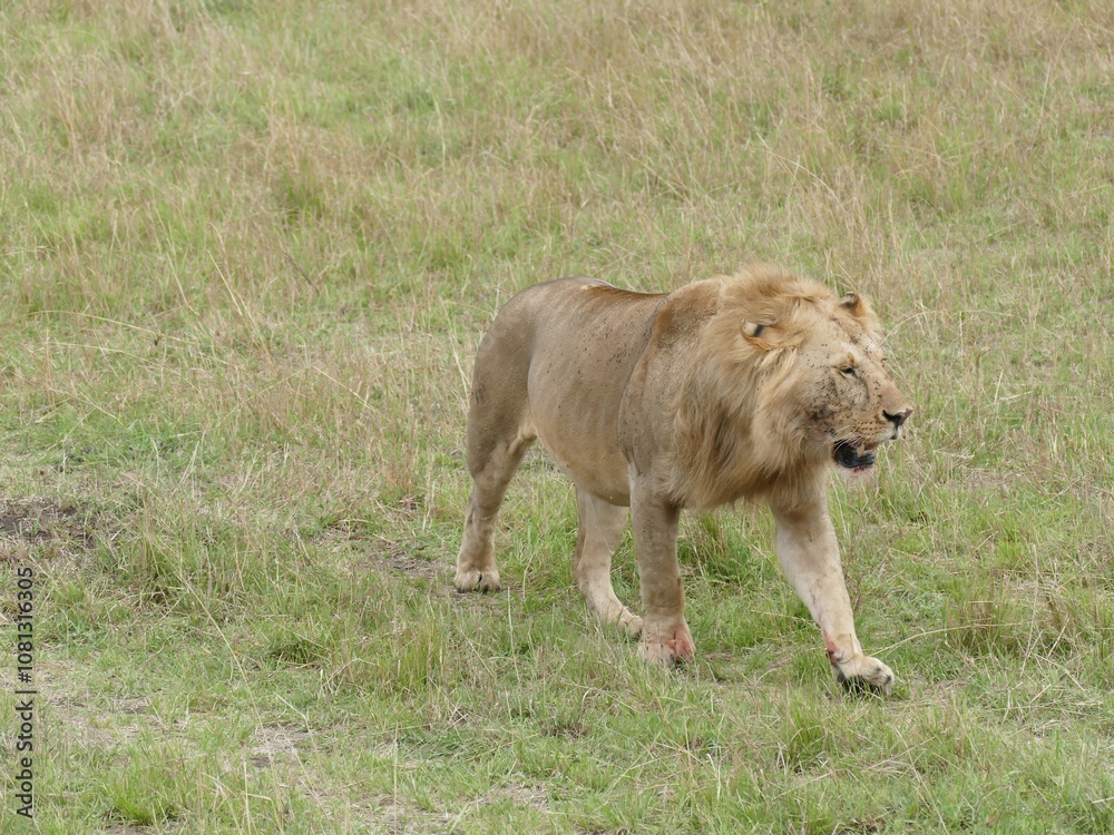 Male lion walking in african savanna grassland Male lion walking in african savanna grassland