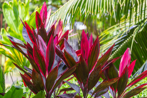 Canvastavla The image shows a vibrant display of tropical foliage with striking red and green leaves