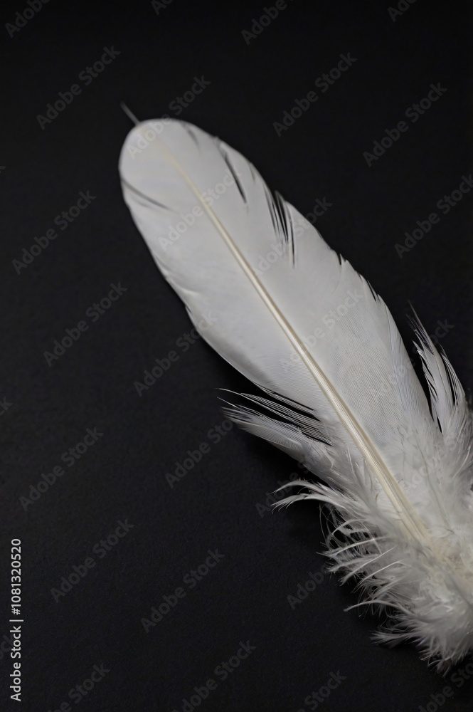 Obraz premium feather