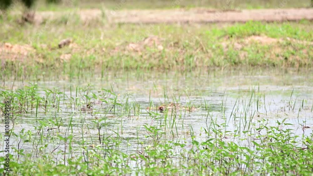 Large duck foraging for young in the nest (Podiceps cristatus); This water bird makes floating nests in ponds and lakes. Large duck foraging for young in the nest (Podiceps cristatus); This water bird makes floating nests in ponds and lakes.