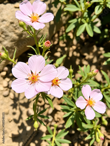 Cistus creticus (pink, hoary rock rose) flowers