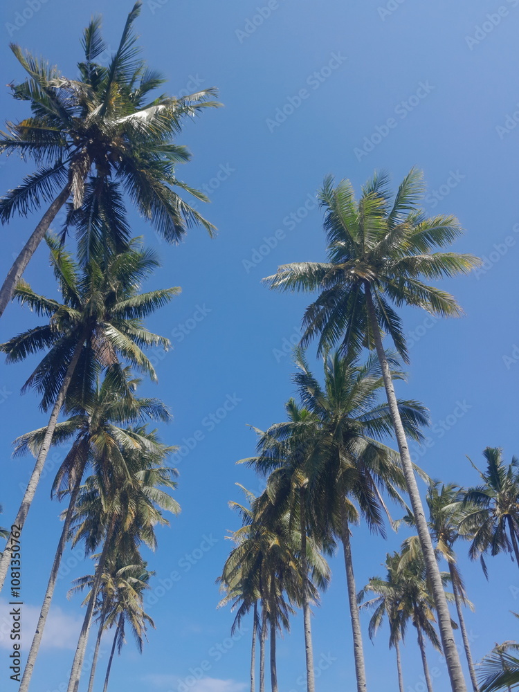Obraz premium low angle view of coconut tree
