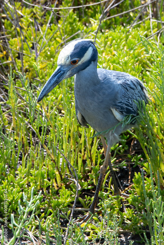 Blue Heron at Tiajuana Estuary  photo