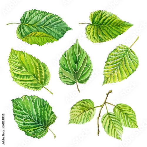 A watercolor drawing of a set of elm leaves, isolated on a white background. Elm leaves vector.