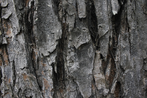 close up photo of textured tree bark