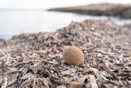 ball of algae and posidonia on accumulation of posidonia in the Mediterranean Sea on the coast of La Manga in Spain