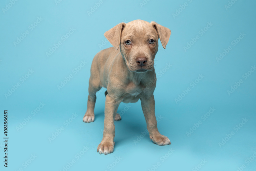 light grey puppy standing on blue background in studio light grey puppy standing on blue background in studio