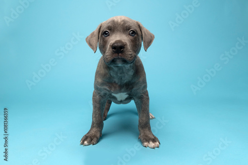 Grey puppy standing on blue background in studio