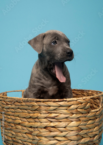 Grey puppy yawning in basket looking off on blue background in studio