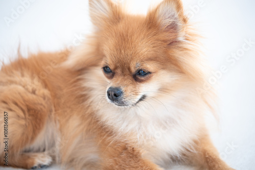 A fluffy Pomeranian dog rests peacefully on a soft white surface in a cozy indoor setting during the afternoon