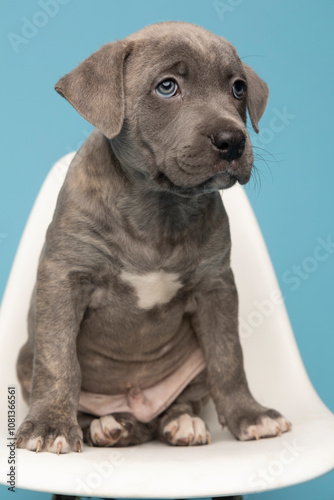 Grey puppy on white chair with blue background looking right