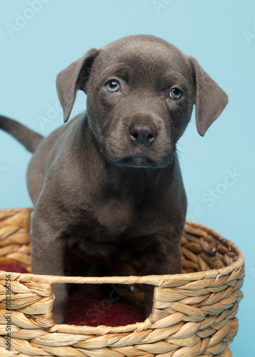 dark grey puppy standing in brown basket looking straight ahead