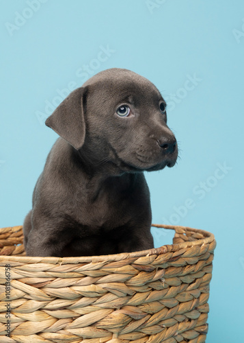 grey puppy sitting in brown basket looking cute
