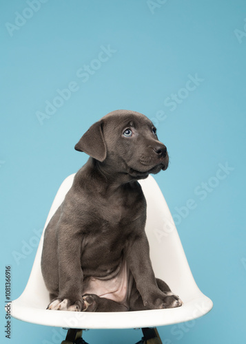 grey puppy looking sideways on white chair on blue background