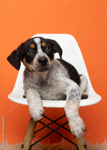cute tricolor puppy on white chair on orange background