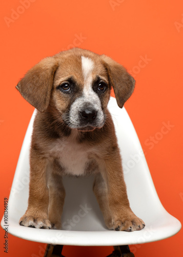 cute labrador puppy on white chair on orange background looking sideways