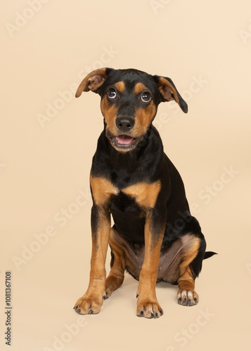 cute puppy sitting on light brown background in studio