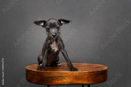 Small puppy on bar stool